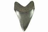 Serrated, Fossil Megalodon Tooth - Beautiful Tooth #124552-2